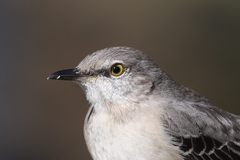 Mimus polyglottos