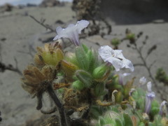 Nolana aplocaryoides