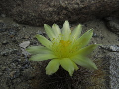 Copiapoa humilis