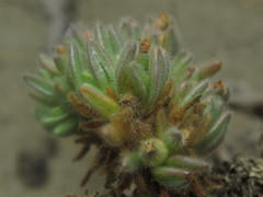 Nolana aplocaryoides