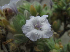 Nolana aplocaryoides