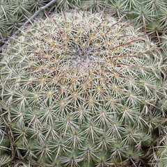 Coryphantha recurvata recurvata