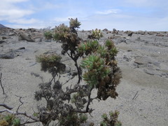 Nolana aplocaryoides