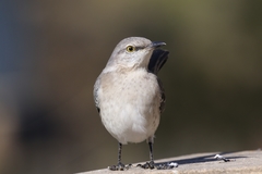 Mimus polyglottos