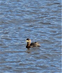 Podilymbus podiceps podiceps