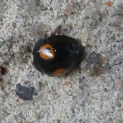 Harmonia axyridis