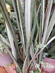 Sansevieria trifasciata
