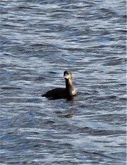 Podilymbus podiceps podiceps