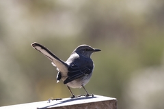 Mimus polyglottos