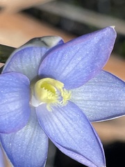 Thelymitra circumsepta