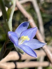 Thelymitra circumsepta