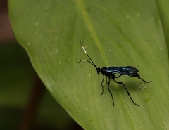 Ichneumonidae