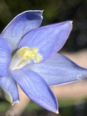 Thelymitra circumsepta