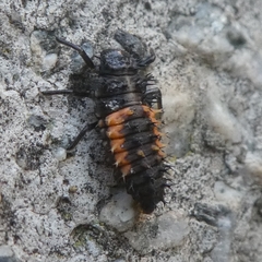 Harmonia axyridis