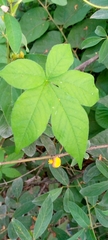 Arachis duranensis