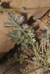Sanguisorba verrucosa