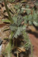Sanguisorba verrucosa