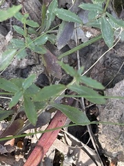 Wahlenbergia gymnoclada