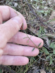 Wahlenbergia gymnoclada