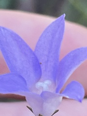 Wahlenbergia gymnoclada