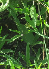 Physalis angustifolia