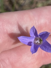 Wahlenbergia gymnoclada