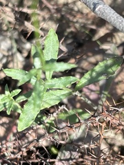 Wahlenbergia gymnoclada