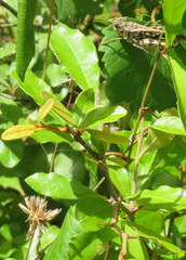 Sideroxylon reclinatum