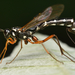 Sabre Wasp - Photo (c) Rasmus Allesoee, some rights reserved (CC BY-NC), uploaded by Rasmus Allesoee