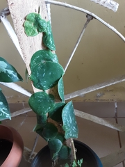 Monstera tuberculata