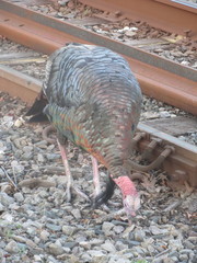 Meleagris gallopavo