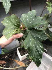 Begonia maculata