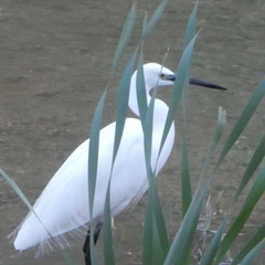 Egretta garzetta