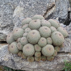 Coryphantha recurvata recurvata