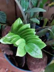 Zamioculcas