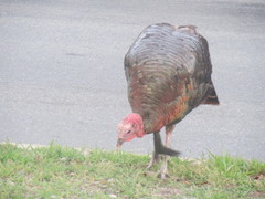 Meleagris gallopavo