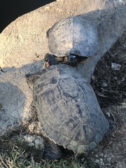 Trachemys scripta elegans