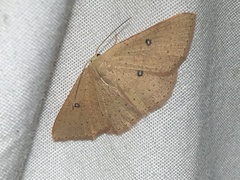 Cyclophora dataria