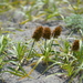 Carex macrocephala - Photo (c) Tab Tannery, algunos derechos reservados (CC BY-NC-SA)
