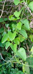 Mallotus repandus