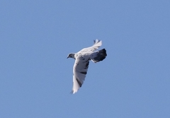Columba livia domestica