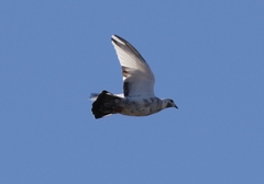Columba livia domestica