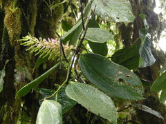 Cavendishia grandifolia