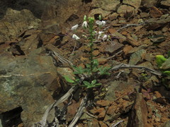 Cleome chilensis