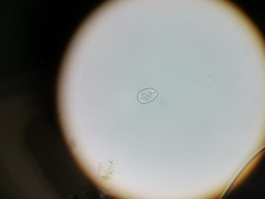Entosiphon