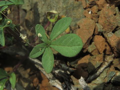 Cleome chilensis