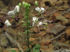 Cleome chilensis