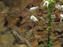 Cleome chilensis