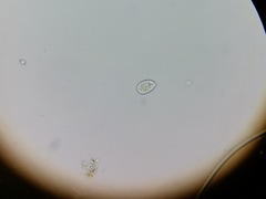 Entosiphon