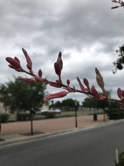 Hesperaloe parviflora